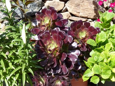 Aeonium  Hybr.Schwarzkopf (640x480).jpg