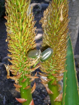 Aloe helenae, Früchte (480x640).jpg