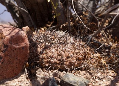 Gymnocalycium glaucum mucidum RB3244 - RN60 südl. Cerro Negro, Catamarca 950m