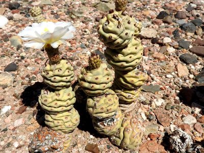 Tephrocactus articulatus f.calvus RB3240 - RN60 1,5km westl. Kreuzung RN40, Catamarca 965m