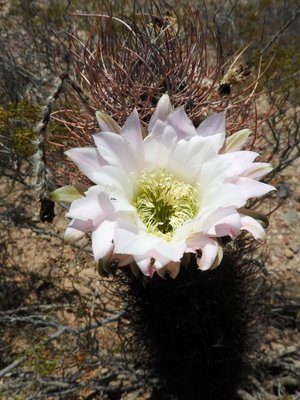 Echinopsis leucantha RB3239