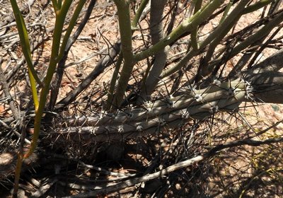 Cereus aethiops RB3245 - RN60 nordwestl. Cerro Negro, Catamarca 950m