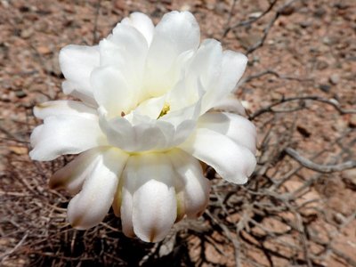 Echinopsis leucantha RB3247 - RN60 Salado, Catamarca 1018m