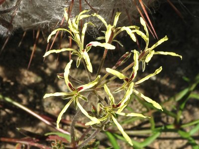 Pelargonium undulatum.jpeg
