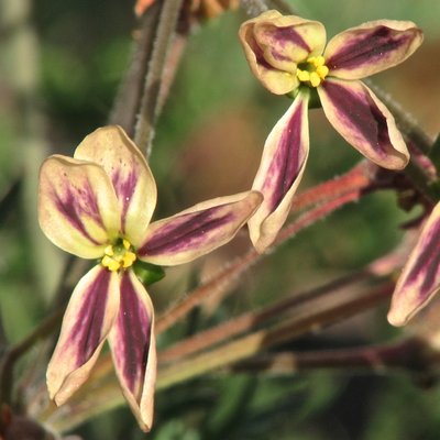 Pelargonium araethifolium (1).jpeg