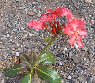 Pachypodium baronii, Blüte, Frucht (640x561).jpg