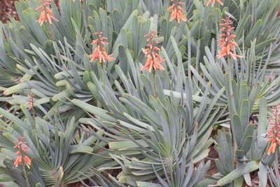 Aloe plicatilis, Jardín de Aclimatación, Puerto de la Cruz, TEN (1).jpg