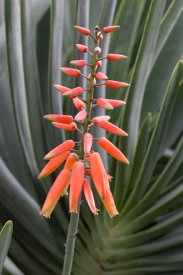 Aloe plicatilis, Jardín de Aclimatación, Puerto de la Cruz, TEN (2).jpg