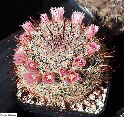 mammillaria.JPG