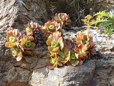 Aeonium virgineum;GC, Valeron.jpg