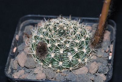 Echinopsis 02.jpg