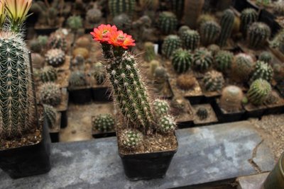 Echinocereus pacificus