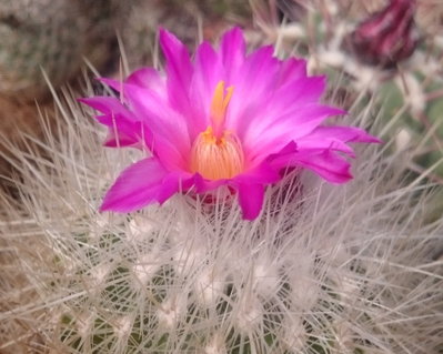 Thelocactus macdowellii