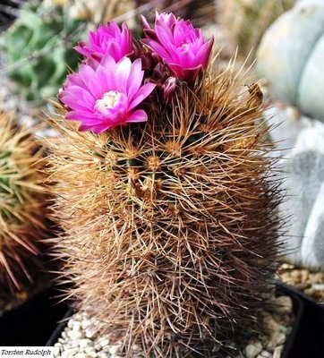 gymnocalycium.JPG