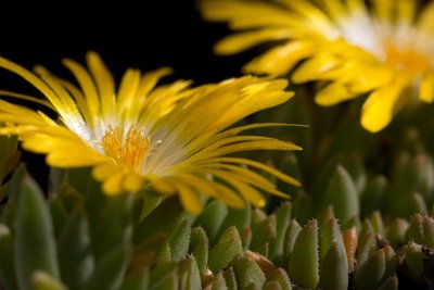 Delosperma 'congestum' WB20170506.jpg