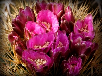 Gymnocalycium neuhuberi  GN77-1181