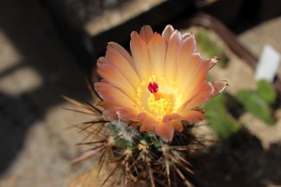 Austrocactus