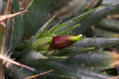 Deuterocohnia lotteae a.jpg