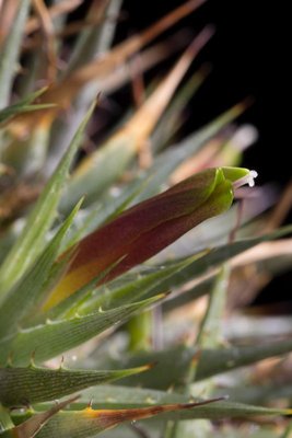 Deuterocohnia lotteae c.jpg