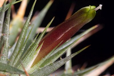 Deuterocohnia lotteae d.jpg