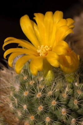 Parodia saint-pieana P 512.jpg