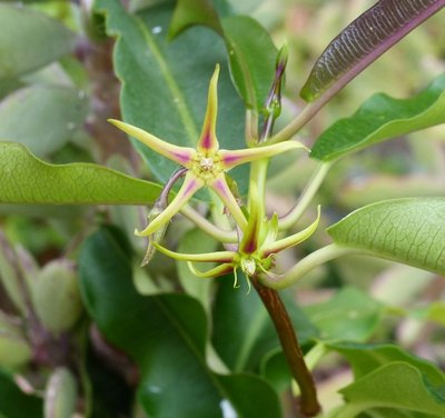 Asclepia Blüten (640x601).jpg