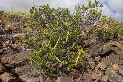 WB20150324 Periploca laevigata, Süden - El Hierro.jpg