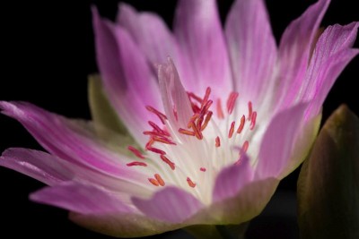 WB20170520 Lewisia rediviva rosea.jpg