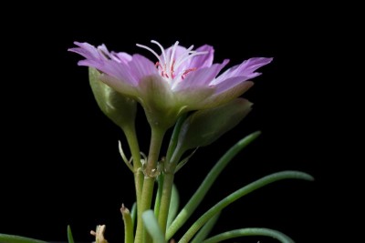 WB20170521 Lewisia rediviva rosea a.jpg