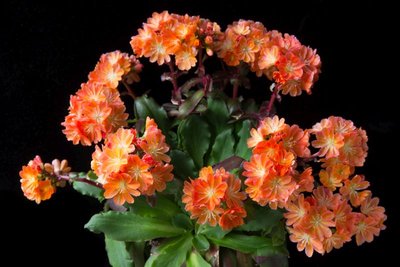 Lewisia cotyledon x orange a WB20170507.jpg