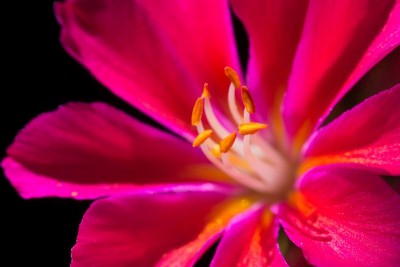 Lewisia cotyledon x pink b WB20170525.jpg