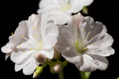 Lewisia cotyledon 'alba' a WB20170513.jpg