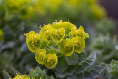 Euphorbia myrsinites b WB20160405.jpg