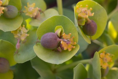 Euphorbia myrsinites g WB20160501.jpg