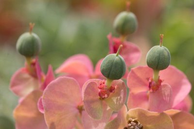 Euphorbia myrsinites j WB20170521.jpg