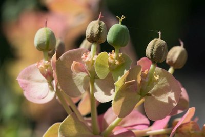 Euphorbia myrsinites k WB20170520.jpg