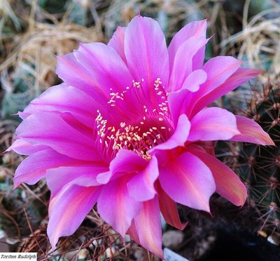 Echinopsis Hybride (2).JPG