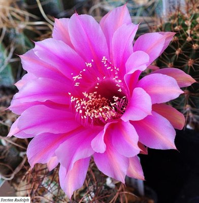 Echinopsis Blüte Wessner.JPG