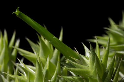 WB20170610 Deuterocohnia brevifolia a.jpg
