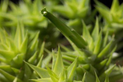 WB20170610 Deuterocohnia brevifolia b.jpg