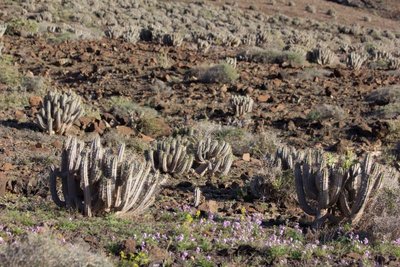 Euphorbia handiensis, Jandia b.jpg