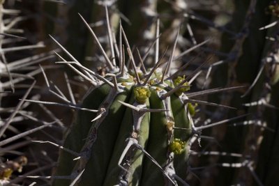 Euphorbia handiensis, Jandia d.jpg