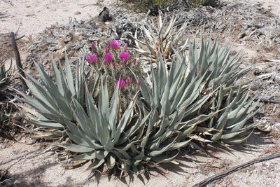 IMG_7460-a_Agave_deserti.jpg