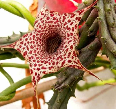 Huernia hislopii (1 von 1).jpg