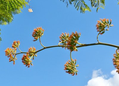 Agave mamorata ,Blüte 1 (640x464).jpg