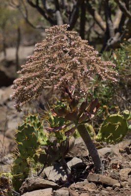 WB20170704 Aeonium urbicum.jpg