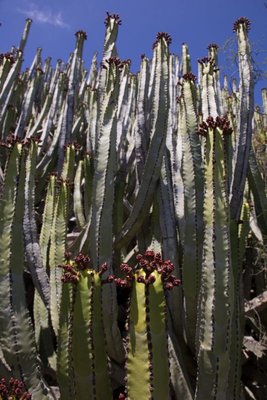 WB20170704 Euphorbia canariensis.jpg