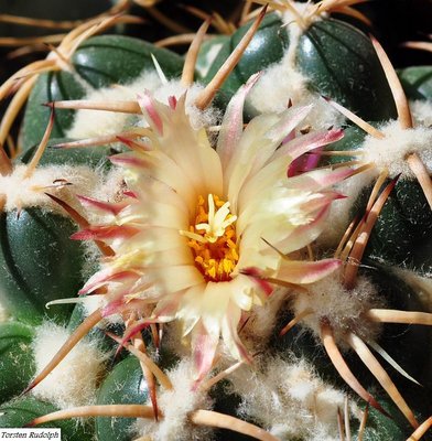 Coryphantha.JPG