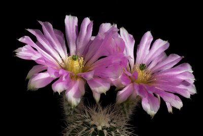 Echinocereus reichenbachii var. albispinus b.jpg