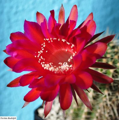 Echinopsis 051.JPG